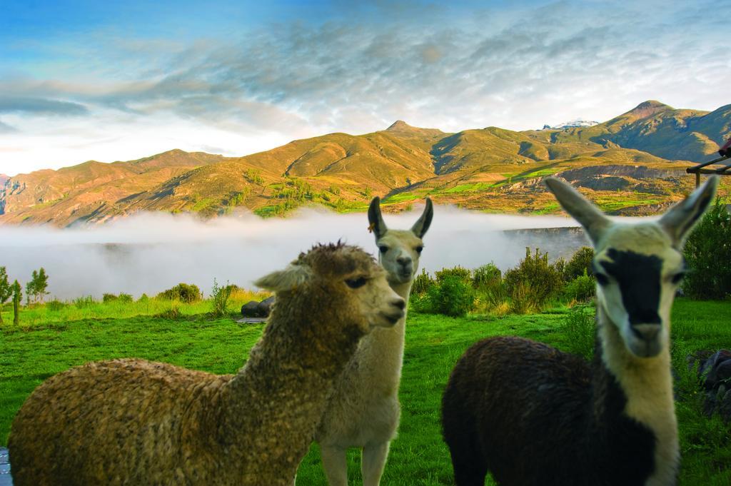 Las Casitas, A Belmond Hotel, Colca Canyon Yanque エクステリア 写真